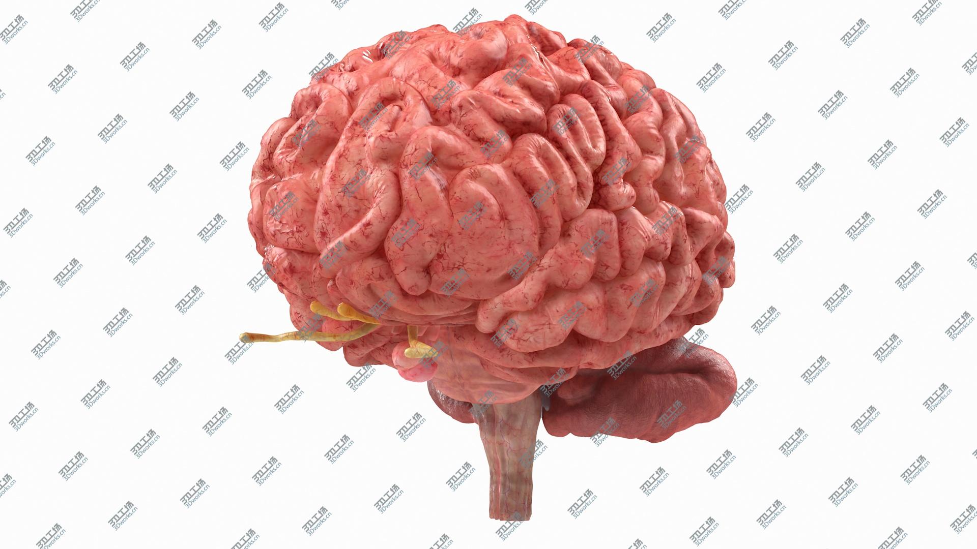 images/goods_img/20210313/3D Human Brain Full Anatomy model/3.jpg